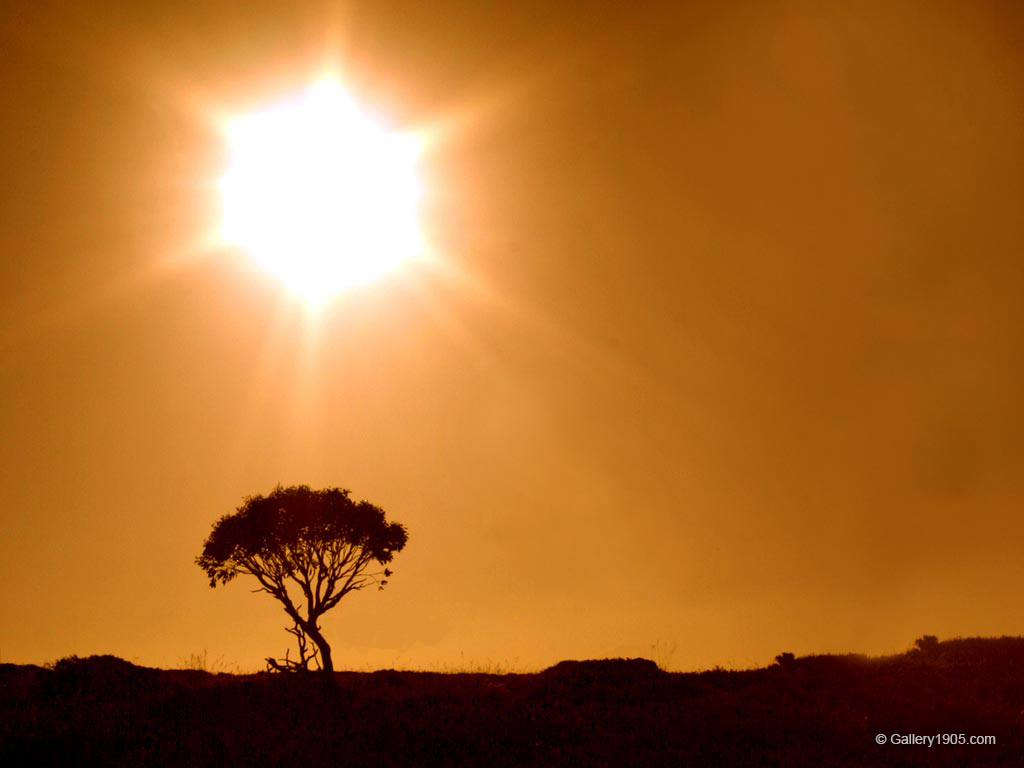 sunshine tree